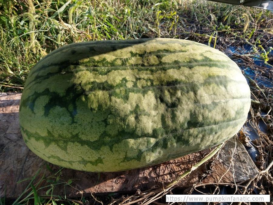 171.5 Harrington 2023